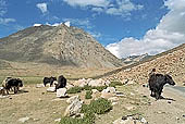 Ladakh - groups of nomadic along the road to Pangong Tso 